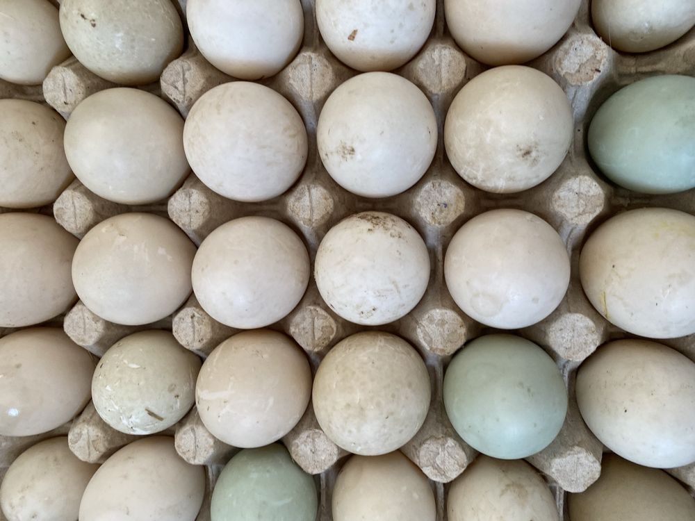 Vand oua de gaina/rata pentru incubat (atat lesesti cat si romanesti)