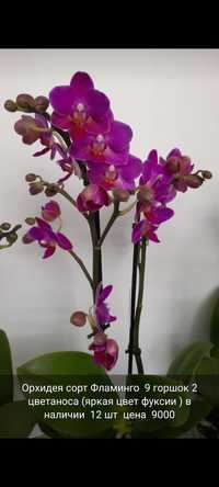 Орхидея Голландия