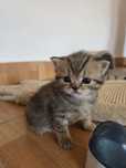 Pui british shorthair