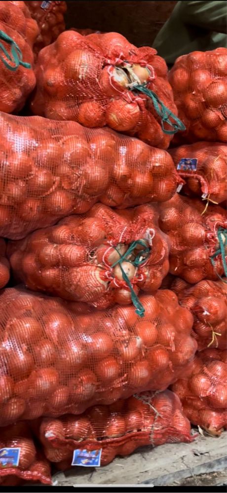 Лук сухой  сорт пандора оригинал