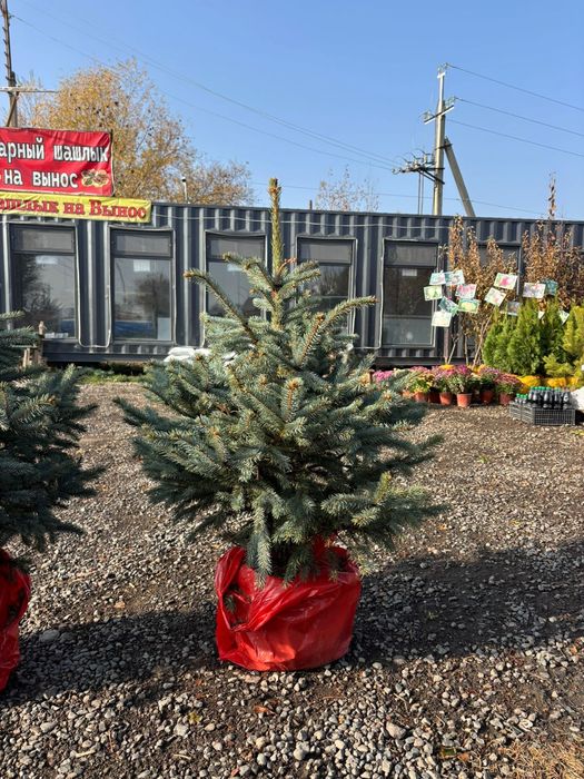 Голубая ель высота 1-1.5м в наличии от питомника доставка и посадка