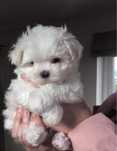 Bichon maltez alb pufos minii toy
