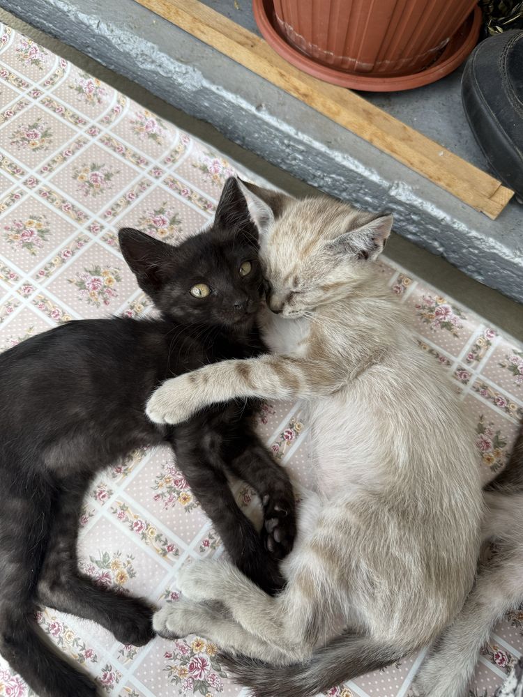 Подаряваме малки котенца