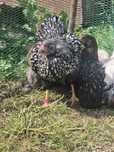 Pui Brahma Potârnichiu, Wyandotte argintiu si GSG și Australorp Negru