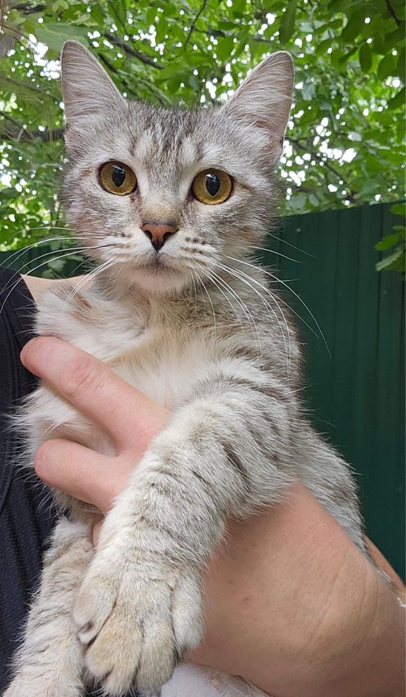 Кошечкп ищет хозяев