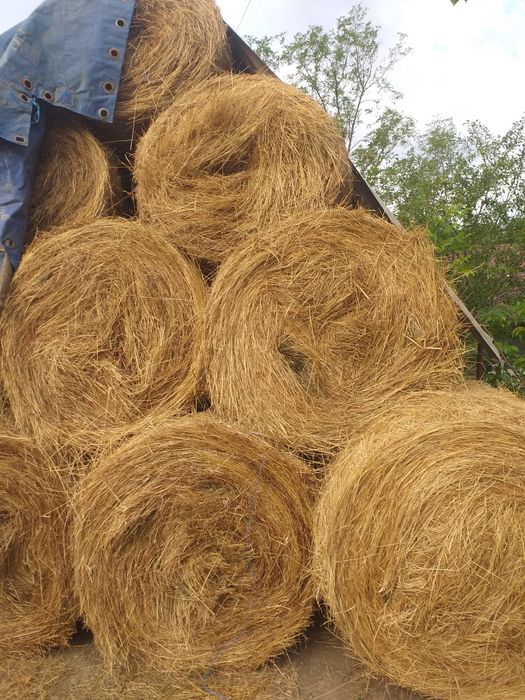 Balot rotunzi de buna calitate posibilitate transport