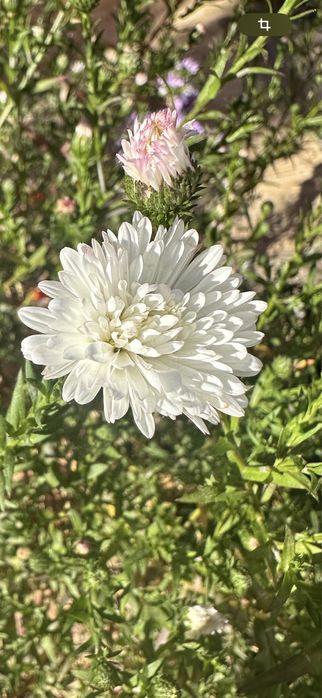 Продам отростки сентебринки и астра многолетние цена 500т