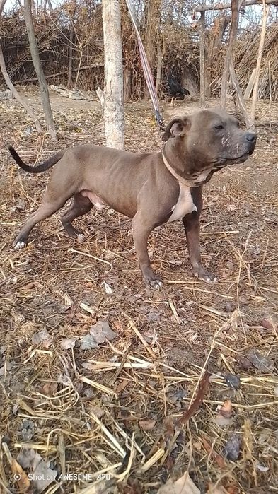 Pitbul erkak 11 oylik sog‘lom