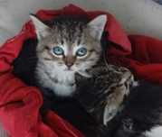 Срочно ищут дом котята