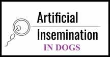 Inseminare artificiala - monta artificiala caini