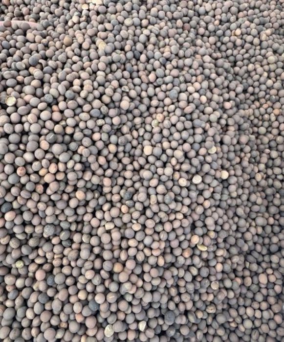Samanta Măzăriche de toamna productia 2024 pt Borceag