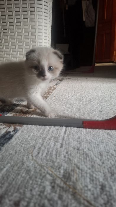 Катята веслоухие