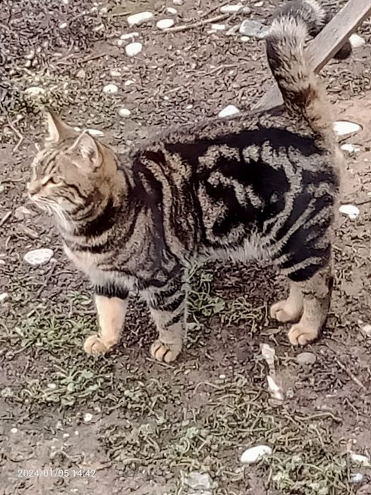 Продам котенка мальчика ,6мес.