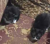 Котят в Добрые руки