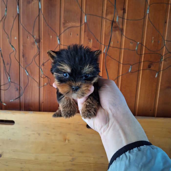 Yorkshire Terrier Toy de rasa pura cu vaccin și deparazitați și carnet