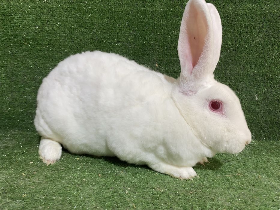 Sotiladi Rex qyuon , продается кролик Рекс