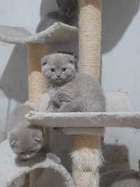 Pisicute  British Shorthair