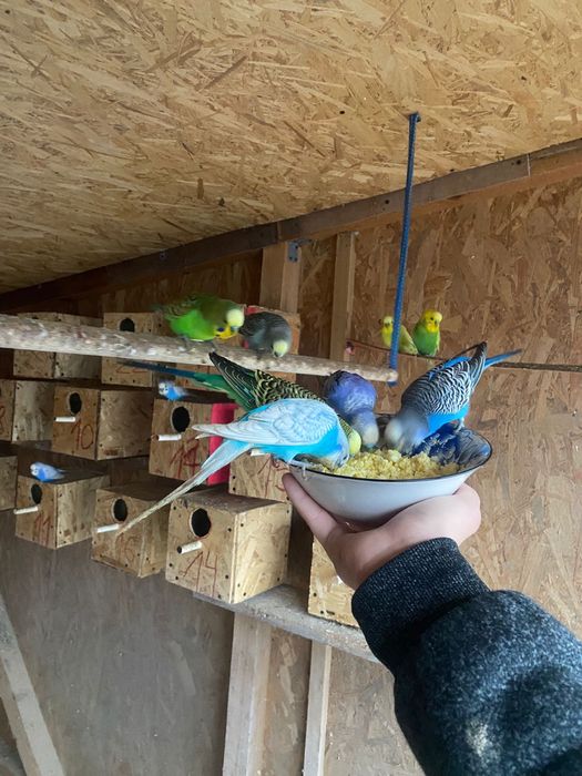 Vand papagli en-gros