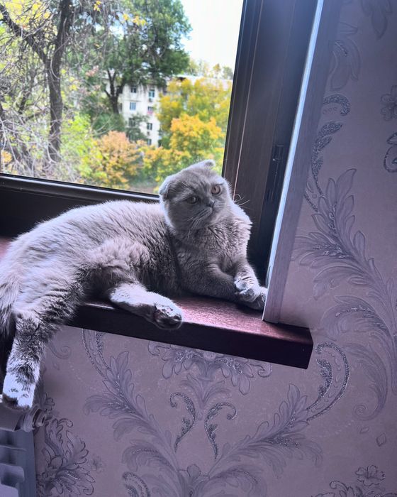 Shatlandski fold 1yosh qiz soglom