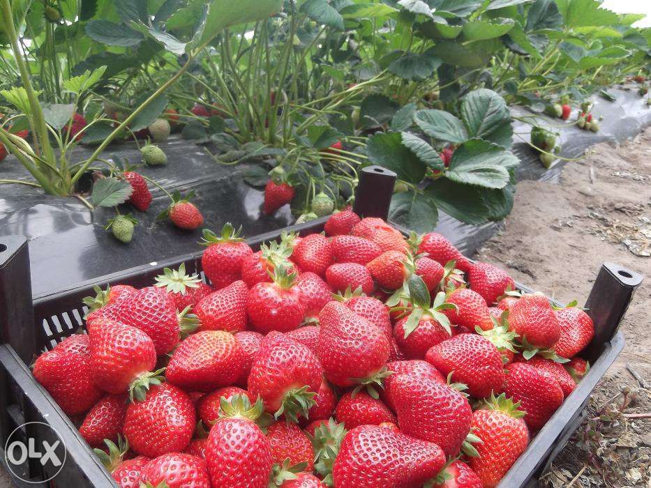 vand stoloni capsuni soiuri remontante ALBION ,dar si anuale Elsanta