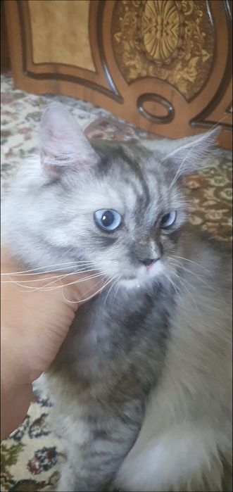 Skotsh strayt erkak mushuk moviy koz