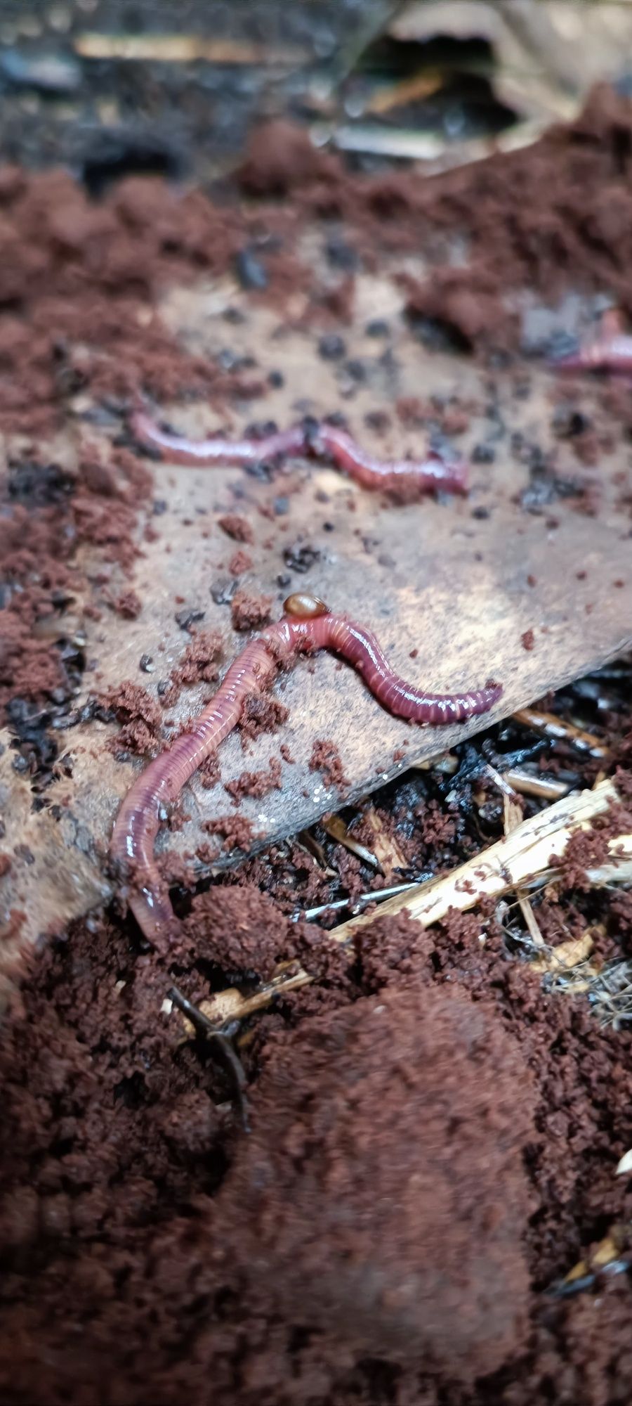 Râme de compost, ferma de râme, explicit pentru compostare