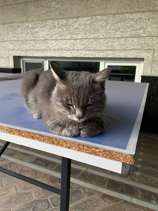 Пристраивается милый кот в надежные руки