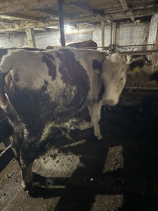 Vand juninca de un an jumate