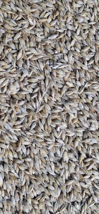 Grîu ,Orzoaica de primavara