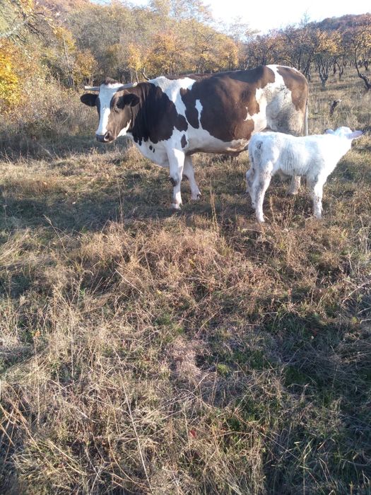 Vand vaca baltata romaneasca