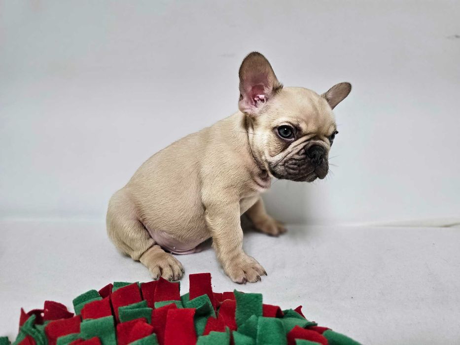 Mascul Bulldog francez