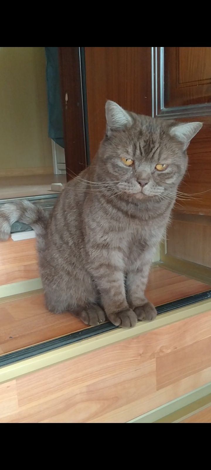 Британский котик