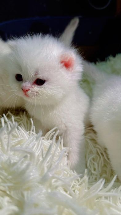 Британские шиншила котята премиум класса