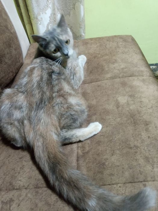 Подарю прекрасную кошечку для счастья