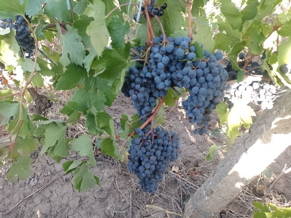 VÂND struguri de vin Merlot