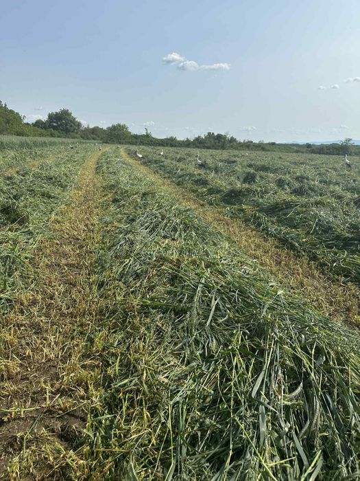 Бали сено и смеска