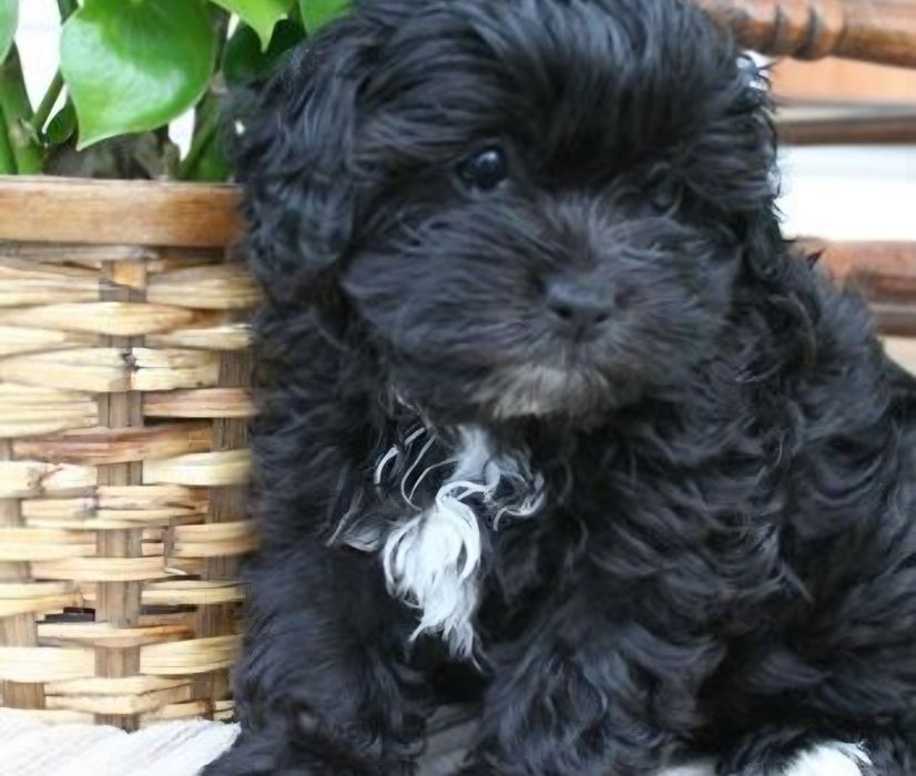 Bichon  havanez  500