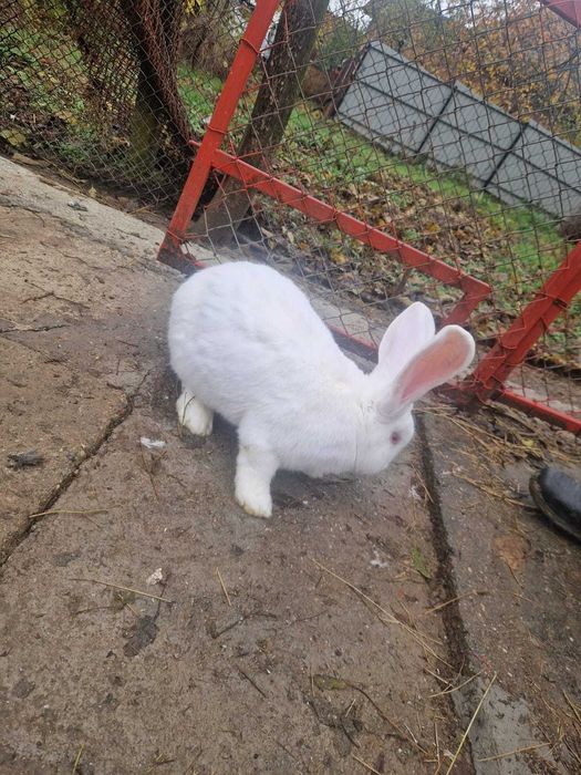 Cocosi moțat de vânzare și iepure