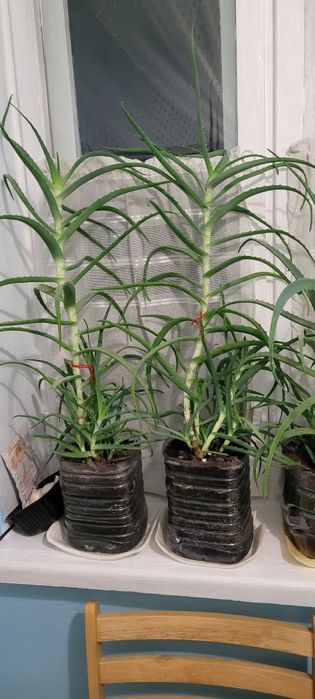 Не декоративный Лечебный алоэ дерево 3 года