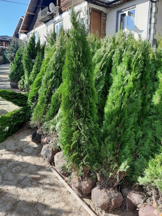 Vand mesteacăn arțar stejar tei platan frasin etc