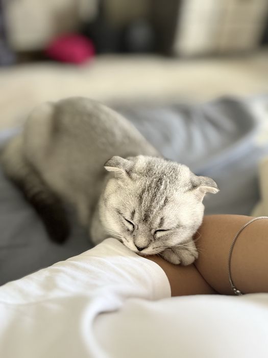 Mushukcha 4oylik juda aqilli qiz bola asl zotli mushuklarlarga quziqad