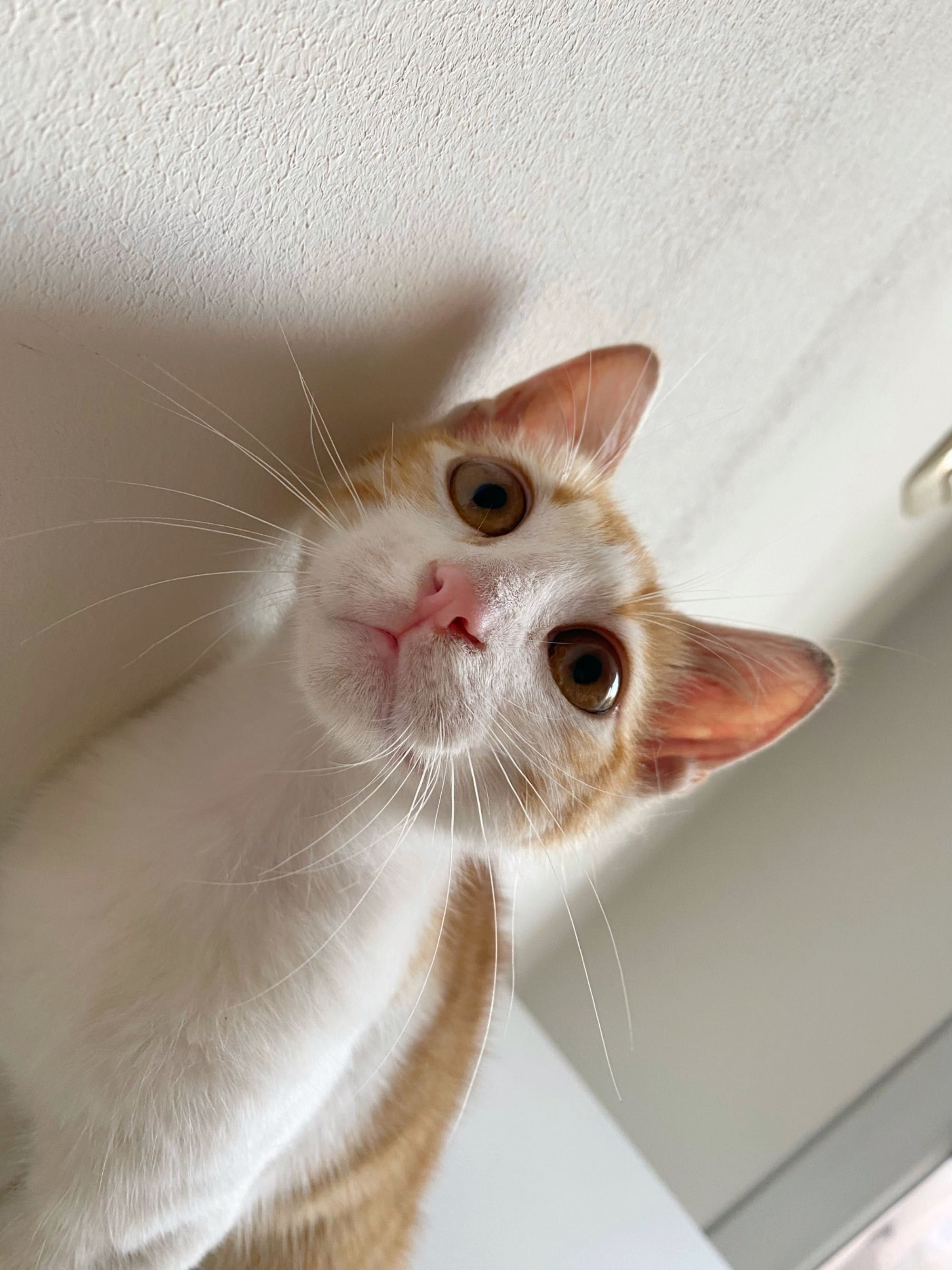 Момче котенце, на 3 месеца.