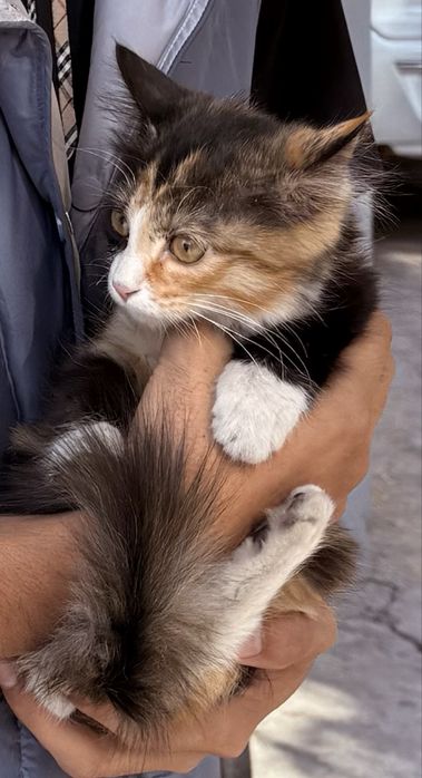 Колико голландиский парода 3 ойлик