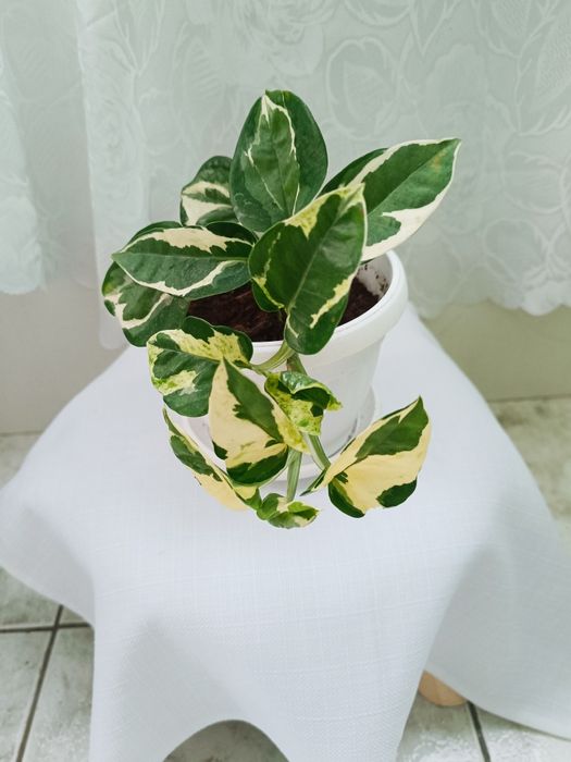 Стайни и балконски цветя