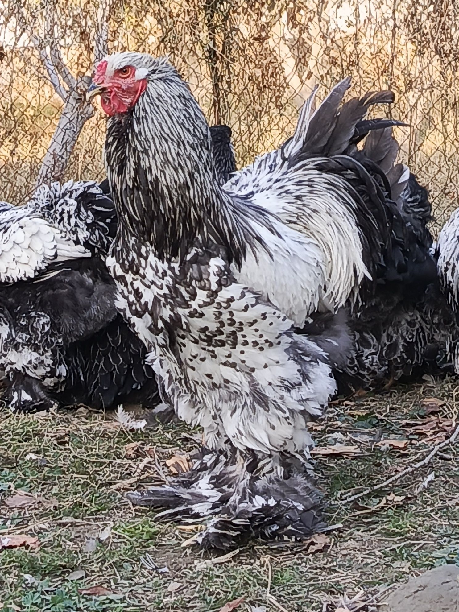 Brama xoʻroz sotiladi