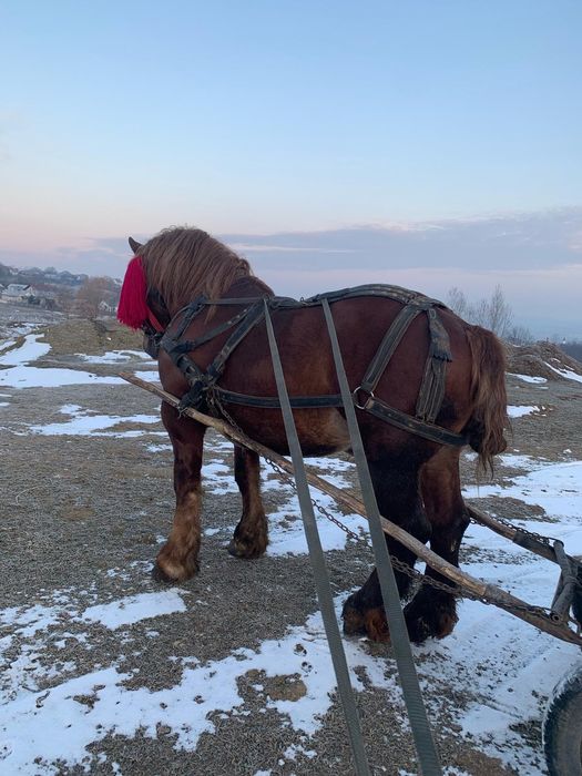 Vând armăsar 3ani sau schimb pe oi