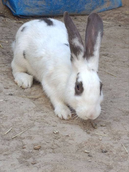 Srochna Quyon sotiladi