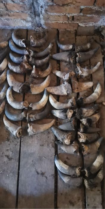 Кукерски маски и рога