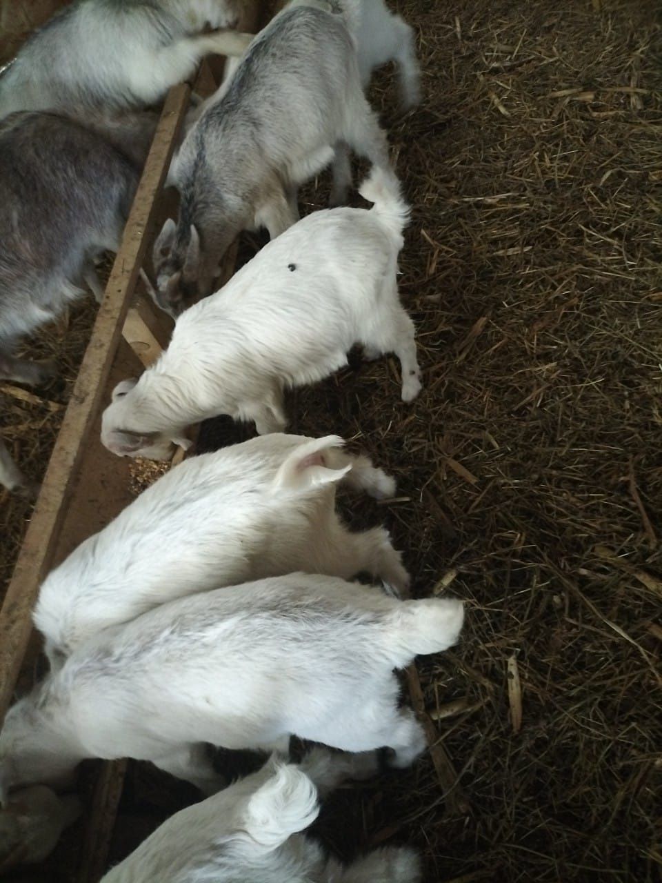 Vand iezi, 30 lei carcasa, am și masculi pt prăsilă Sannen