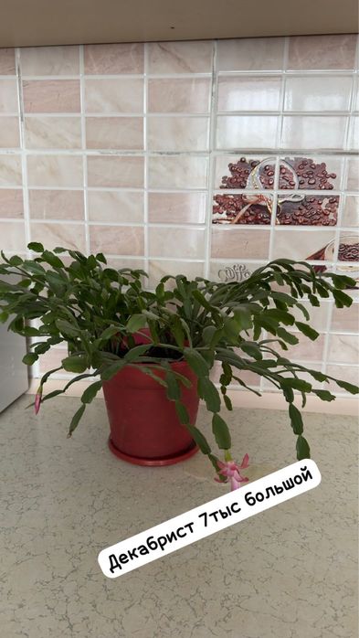 Молочай, Декабрист, Бегония